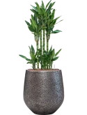 Dracaena fragrans 'Burundii' in Baq Opus Hit Hydrocultuur