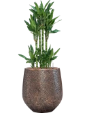 Dracaena fragrans 'Burundii' in Baq Opus Hit Hydrocultuur