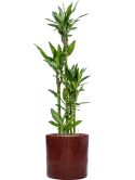 Dracaena fragrans 'Burundii' in Cylinder Hydrocultuur