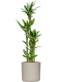 Dracaena fragrans 'Burundii' in Cylinder Hydrocultuur