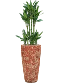 Dracaena fragrans 'Burundii' in Baq Lava Hydrocultuur