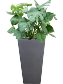 Monstera deliciosa in Plain Grond (Vulkastrat)