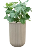 Monstera deliciosa in Baq Vertical Rib Grond (Vulkastrat)