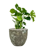 Monstera deliciosa in Baq Lava Grond (Vulkastrat)