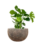 Monstera deliciosa in Baq Lava Grond (Vulkastrat) Grond (Vulkastrat)
