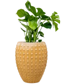 Monstera deliciosa in Laos Grond (Vulkastrat)