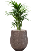Kentia (Howea) forsteriana in Baq Opus Hit Grond (Vulkastrat)