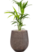 Kentia (Howea) forsteriana in Baq Opus Hit Grond (Vulkastrat)