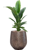 Spathiphyllum 'Sensation' in Baq Opus Hit Grond (Vulkastrat)