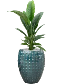 Spathiphyllum 'Sensation' in Laos Grond (Vulkastrat)
