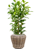 Ficus microcarpa 'Moclame' in Drypot Rattan Grond (Vulkastrat)