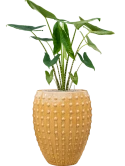 Alocasia zebrina in Laos Grond (Vulkastrat)