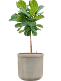 Ficus lyrata in Baq Vertical Rib Hydrocultuur