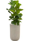 Ficus lyrata in Baq Vertical Rib Hydrocultuur