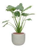 Alocasia cucullata in Ridged Horizontally Hydrocultuur