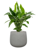 Spathiphyllum 'Sweet Lauretta' in Ridged Vertically Grond (Vulkastrat)