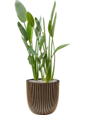 Strelitzia reginae in Capi Nature Groove NL Grond (Vulkastrat)