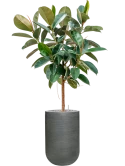 Ficus elastica 'Robusta' in Ridged Horizontally Grond (Vulkastrat) Grond (Vulkastrat)