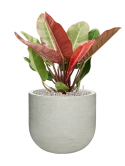 Philodendron 'Prince of Orange' in Ridged Horizontally Grond (Vulkastrat)