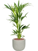 Kentia (Howea) forsteriana in Ridged Horizontally Hydrocultuur