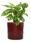 Monstera obliqua in Cylinder Hydrocultuur