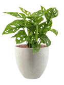 Monstera obliqua in Grigio Hydrocultuur