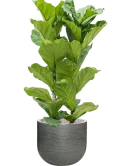 Ficus lyrata in Ridged Horizontally Grond (Vulkastrat)