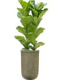 Ficus lyrata in Baq Vertical Rib Grond (Vulkastrat)