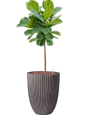 Ficus lyrata in Capi Nature Groove NL Hydrocultuur