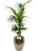 Kentia (Howea) forsteriana in Laos Grond (Vulkastrat)
