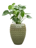 Monstera deliciosa in Laos Grond (Vulkastrat)
