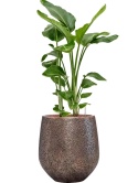 Strelitzia nicolai in Baq Opus Hit Hydrocultuur