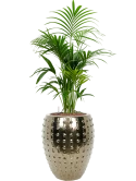 Kentia (Howea) forsteriana in Laos Hydrocultuur