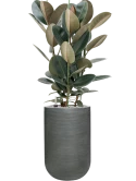 Ficus elastica 'Abidjan' in Ridged Horizontally Grond (Vulkastrat) Grond (Vulkastrat)