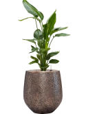 Strelitzia nicolai in Baq Opus Hit Grond (Vulkastrat)