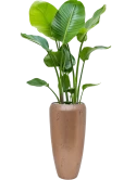 Strelitzia nicolai in Baq Opus Raw Grond (Vulkastrat)