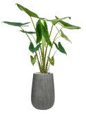Alocasia zebrina in Ridged Vertically Grond (Vulkastrat) Grond (Vulkastrat)