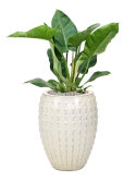 Philodendron 'Imperial Green' in Laos Grond (Vulkastrat)