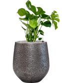 Monstera deliciosa in Baq Opus Hit Grond (Vulkastrat)