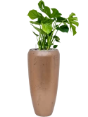 Monstera deliciosa in Baq Opus Raw Grond (Vulkastrat)