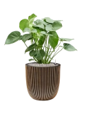 Monstera deliciosa in Capi Nature Groove NL Grond (Vulkastrat)