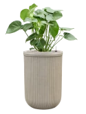 Monstera deliciosa in Baq Vertical Rib Grond (Vulkastrat)