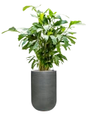 Caryota mitis in Ridged Horizontally Grond (Vulkastrat) Grond (Vulkastrat)