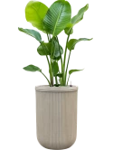 Strelitzia nicolai in Baq Vertical Rib Grond (Vulkastrat)