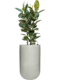 Ficus elastica 'Robusta' in Ridged Horizontally Grond (Vulkastrat) Grond (Vulkastrat)