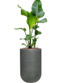 Strelitzia nicolai in Ridged Horizontally Hydrocultuur Hydrocultuur