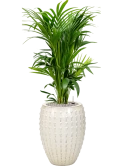 Kentia (Howea) forsteriana in Laos Grond (Vulkastrat)
