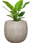 Philodendron 'Imperial Green' in Marly Grond (Vulkastrat) Grond (Vulkastrat)