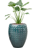 Alocasia cucullata in Laos Hydrocultuur