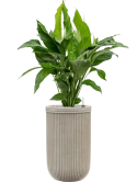 Spathiphyllum 'Sweet Lauretta' in Baq Vertical Rib Grond (Vulkastrat)